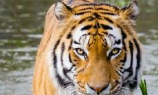 详解虎年吉祥发财的成语和对联,让您的春节更加热闹喜庆!