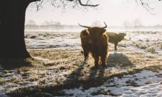 属牛生肖的最佳出生时辰与财运运势 如何选择最佳出生吉日?