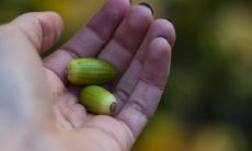 大拇指后方出现生命线的含义是什么?