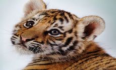 如何度过2023年属虎的本命年:掌握身体健康秘诀,尽情享受幸福生活!