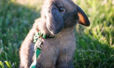 2023年是兔年本命年的人适合创业开店吗?有哪些开店的好日子?