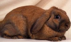 2023年兔年人是否会遭遇太岁困扰?全年运势或不稳定