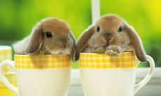 2023年属兔本命年:紫微斗数预测、太岁运势和吉凶运程,以及必须注意的注意事项