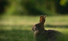 穿什么颜色衣服最能旺财?属兔的你必须知道!还有,养什么植物才是神秘的财运源泉?