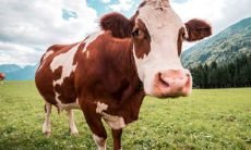 研究属牛金命人适合从事哪些行业或经营什么类型的生意