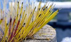 在进行烧纸回家时,需谨慎注意的几个要点,以及上坟过程中最好避免摄入的三种水果