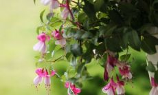 在办公室摆放哪些植物能最有效地招财纳福?此文将为您介绍10种最旺财的植物,让财神爷常年驻足于您的办公室!