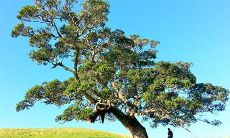 2023年2月有吉日适宜栽植树木花卉,值得注意的栽种时期