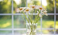 不易相处的美貌生肖女:天生沉默寡言的性格特质