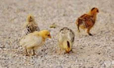 属鸡的女性是否适合佩戴朱砂手串?如果不行,那有哪些物件是适合属鸡女性佩戴的,能够带来好运?