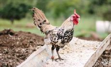 属鸡男:对老婆和情人的情感备受考验的肖鸡人男子的婚姻生活揭秘