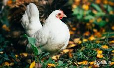 属鸡的人在虎年应该佩戴哪些物品才能带来好运?同时,如何评估生肖鸡在遇到虎年时的运势表现?