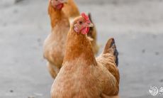 属鸡的人是否适合佩戴朱砂?探究佩戴朱砂的禁忌与注意事项!