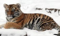 新年来临,祝你好运连连!欢迎收获好运的四个字,带你进入生命的新阶段!