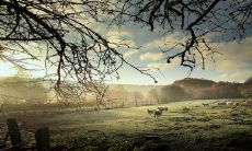 生肖羊女应该与哪些生肖搭配,而与属兔男结婚的关系是令人满意和美满的?