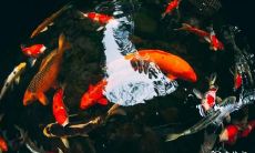 2023年2月最佳钓鱼日期预测:探究哪天是钓鱼的吉日