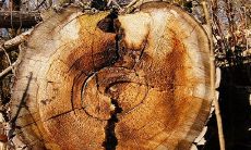 2022年十二生肖年龄对照表:详细介绍属相年龄及其意义的生肖年龄对照表