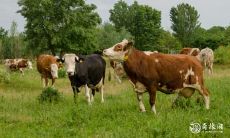 在虎年,属牛的人适合佩戴什么饰物?鼠和蛇,哪一个更能彰显其独特魅力?从属牛的特征出发,探讨何种首饰更为合适