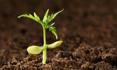 缺乏土属性对五行的影响有多大?它是否会直接导致命运的短暂?还有什么方法可以使用来纠正这种不足?