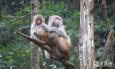 猫和猴的相处之道:探究属相相克下,猫和哪些属相不合?