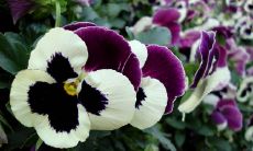 十二星座中哪些星座具备处理任何事情时冷静从容的特质?