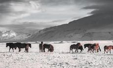 2023年1月的养殖吉日,值得关注的农业生产黄金期