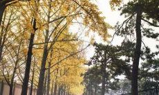 如何让猫咪成为你家风水宝藏:探讨猫咪进家门对于风水运势的影响及其效果