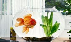 家中空置鱼缸处理方法-避免空置鱼缸成为无用垃圾的正确方法