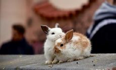 兔年本命年出生的人在车上应该贴哪个图案好?推荐兔年本命佛保佑平安!