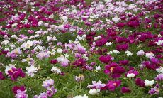 在新坟扫墓时,应该注意哪些事项,如何确保人员齐备?