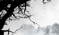 探究眼相学:揭秘凹陷瞳孔的女性容貌特征及面相分析