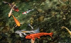 探索2022年12月最有利的钓鱼日,挖掘灵活应用天文学知识提升钓鱼技巧的秘诀!