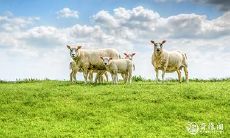 2022年12月的宜养畜日和祭祀时间:纳畜黄历提醒