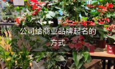 揭秘公司用于商业品牌命名的策略和过程