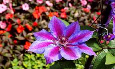 哪个星座的人幻想奇思妙想,每天都活在童话般的梦境中?