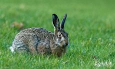 拥有好运的属兔者必备!探秘属兔人的幸运号码与吉祥数字!