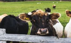 哪些生肖属于2023年运势亨通的奋发之年?牛、蛇两大生肖大有可为!