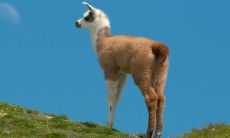 2023年贵人入命的生肖预测:生肖羊和生肖狗有望受益于吉星相助的神秘力量!