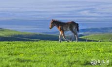 90属马91属羊,他们的宝宝出生时,谁能更有旺运?