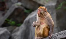 92年属猴的人住在东户还是西户,哪个楼层会更适合?