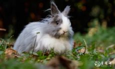 在88年2月,如何避免属兔住在4楼东户——探讨属兔人最忌讳的楼层选择问题