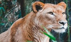 孕妇是否会通过梦见狮子来预示生贵子呢?这是否属于一种胎梦现象?