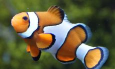 在梦中见到大量游动的鱼儿,可以随意捕捉,这意味着什么?