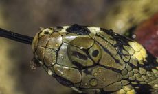 解析梦境:梦见蛇在身上来回游走,一直不咬人,这意味着什么?