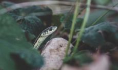 在清晨梦见蛇的女人,这意味着什么?