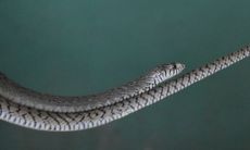 做梦梦见大眼镜蛇预示发财,这种说法是否属实?