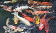 在梦中见到水中密密麻麻的鱼,这象征着什么?