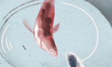 生肖十二宫的高效率排名表