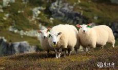 属羊的最佳色彩选择:为何选紫色会让你一生最旺?