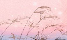 十二生肖中最能吸引桃花缘的颜色是哪些?